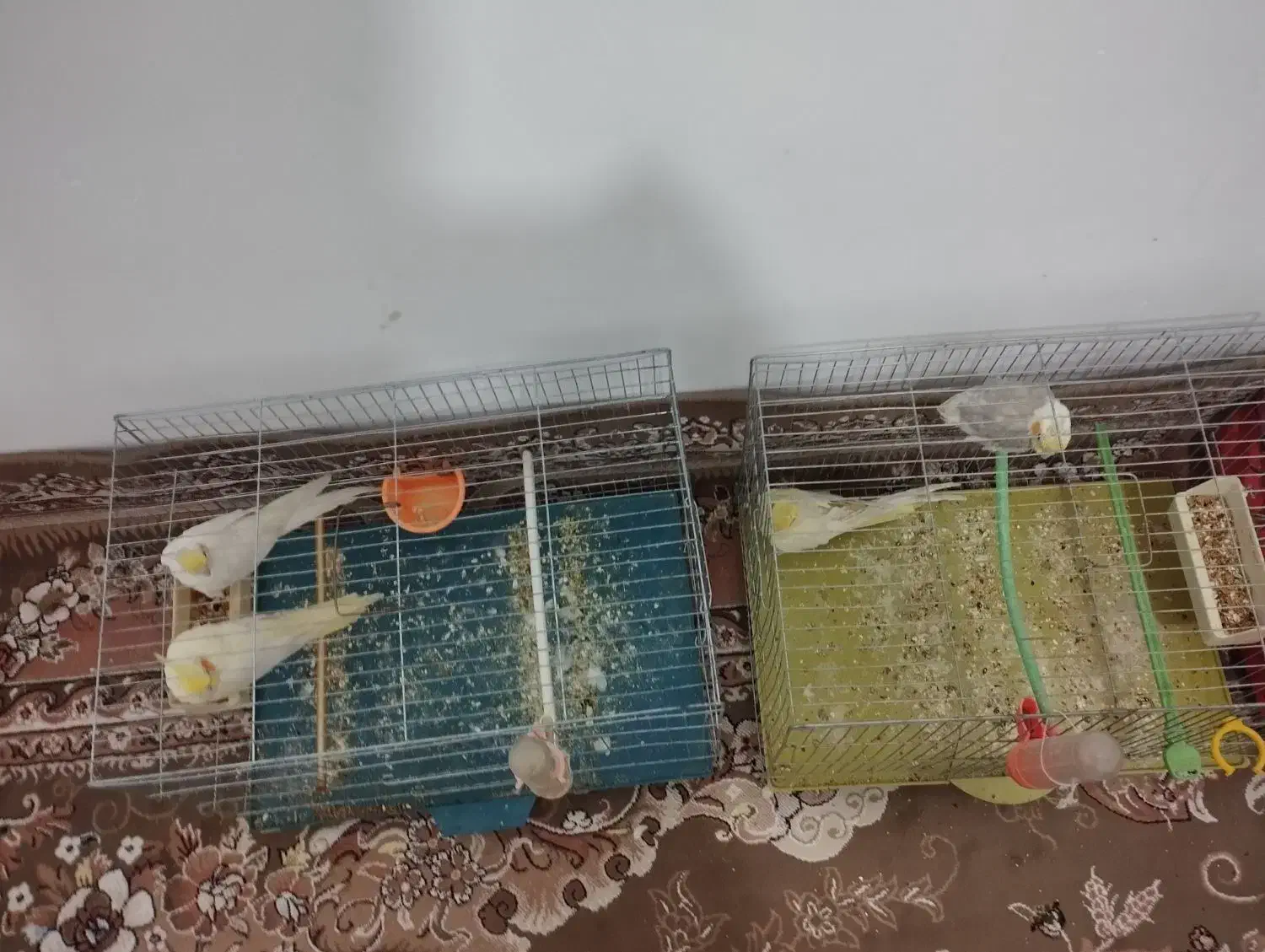 عروس هلندی|پرنده|کبودرآهنگ, |دیوار