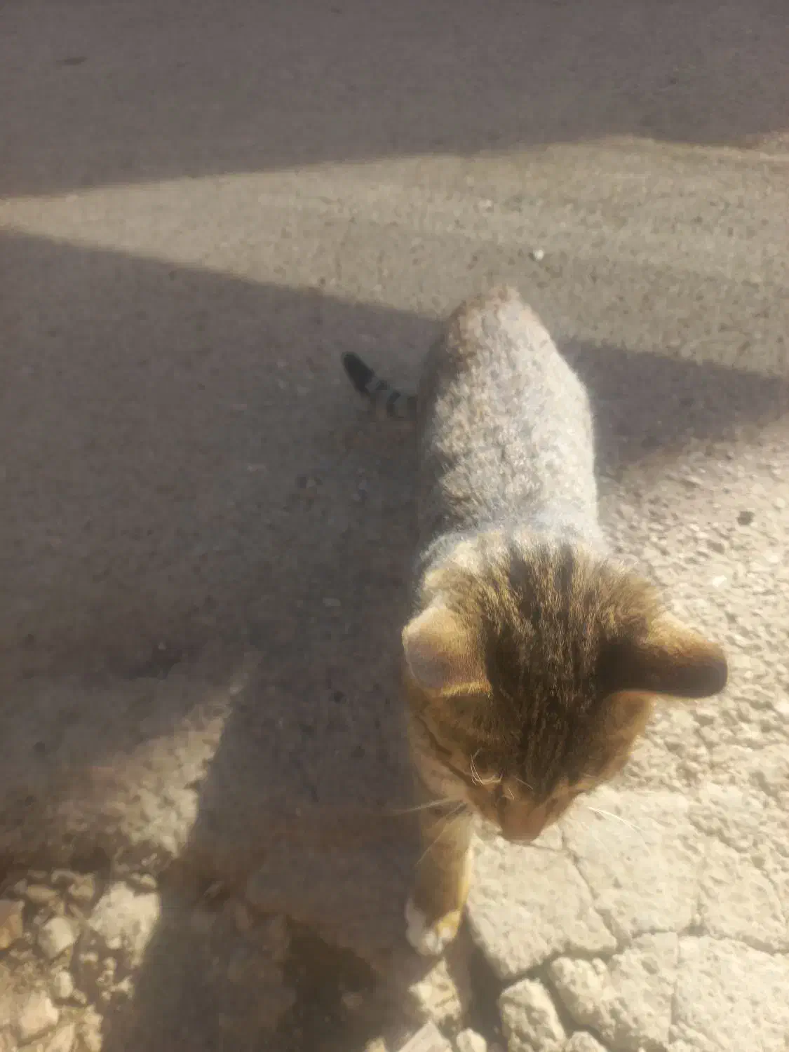 گربه رایگان.|گربه|کرمانشاه, |دیوار