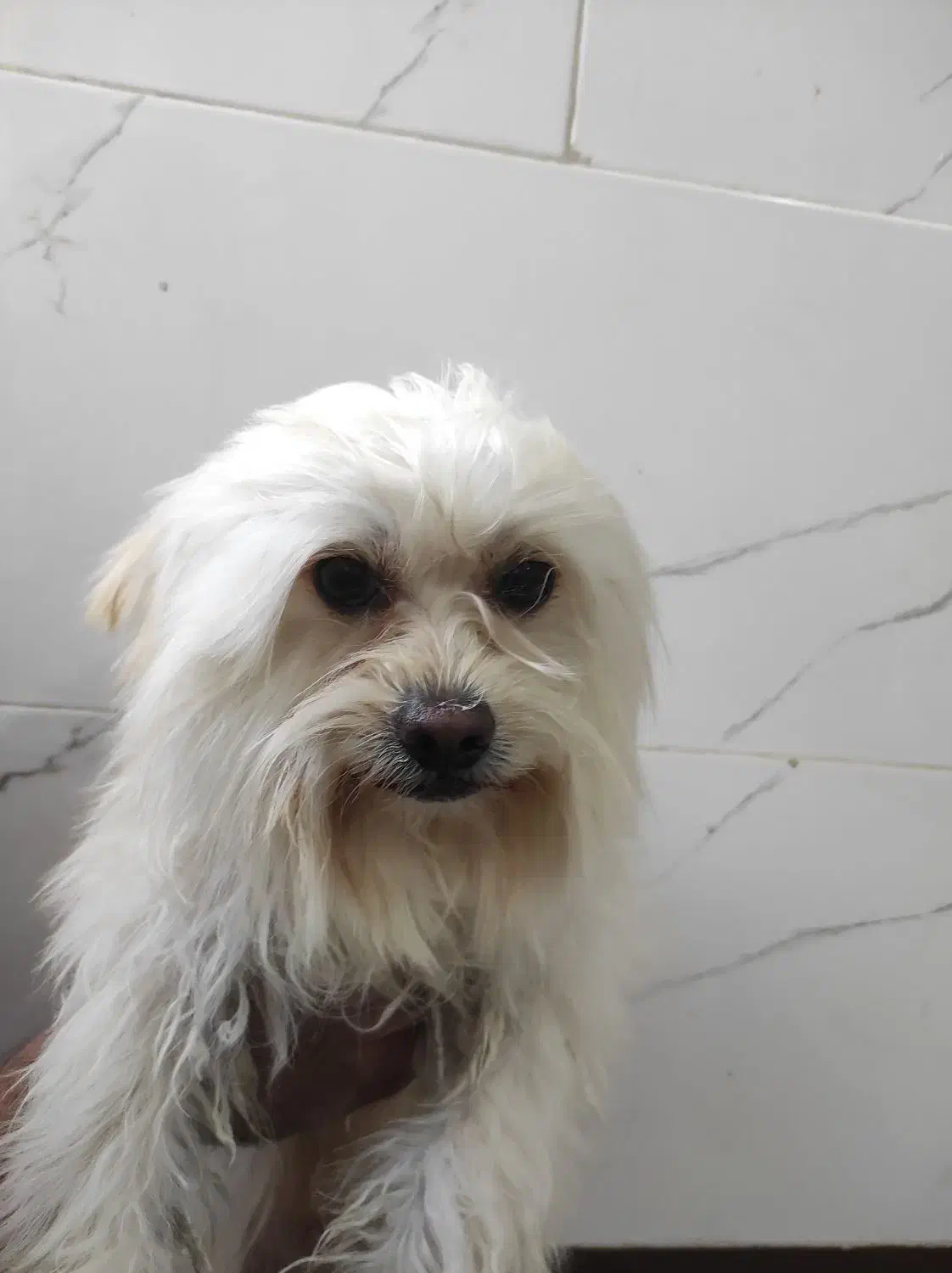 شیتزو خانگی|سگ|شیراز, فرودگاه شهید دستغیب شیراز|دیوار