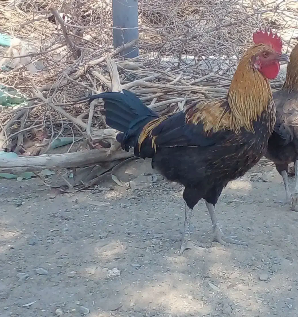 فروش خروس.و جوجه خروس محلی|حیوانات مزرعه|کهنوج, |دیوار