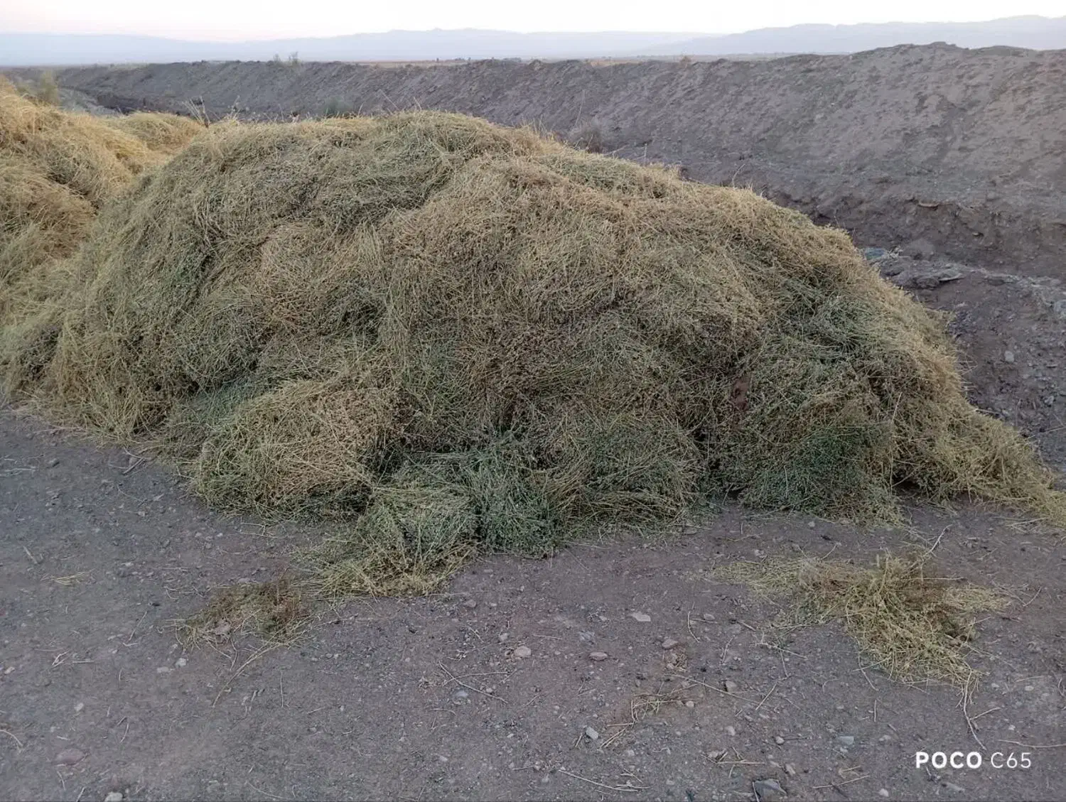 یونجه خشک|خدمات باغبانی و درختکاری|سرداران, |دیوار