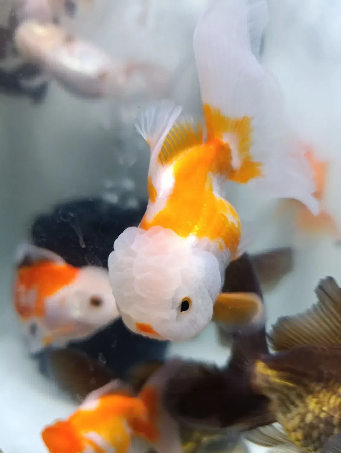 گلدفیش نژادداردرشت|ماهی|شادگان, |دیوار