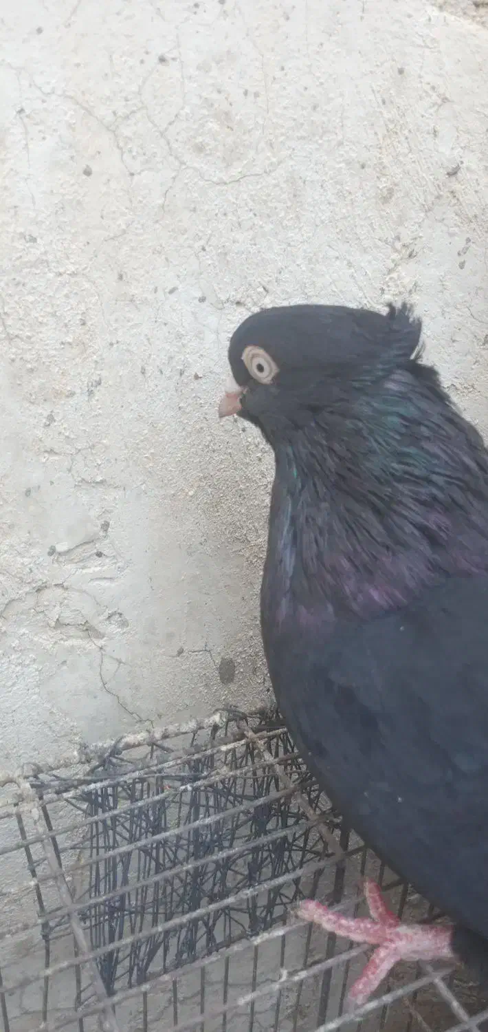 کبوتر|پرنده|مسجد سلیمان, |دیوار