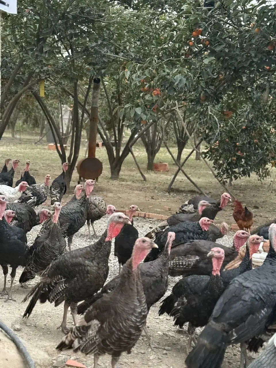 بوقلمون زنده ۱۰۰ عدد|حیوانات مزرعه|گرگان, |دیوار