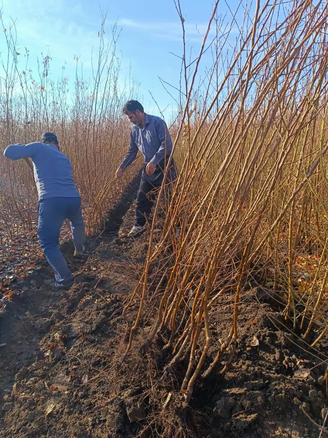 نهالهای زردآلو اصلاح شده|خدمات باغبانی و درختکاری|هفدر, |دیوار