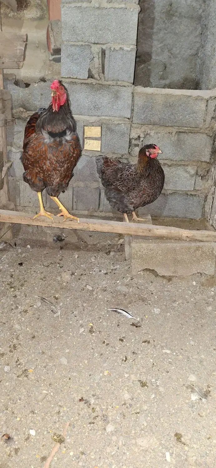 جوجه مرغ ویاندوت و برهما اصیل نژاد وارداتی|حیوانات مزرعه|بابلسر, |دیوار