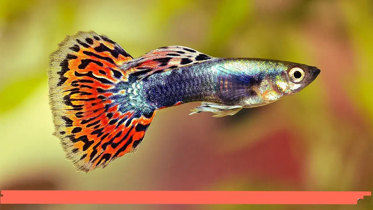 ماهی گوپی|ماهی|نی‌ریز, |دیوار