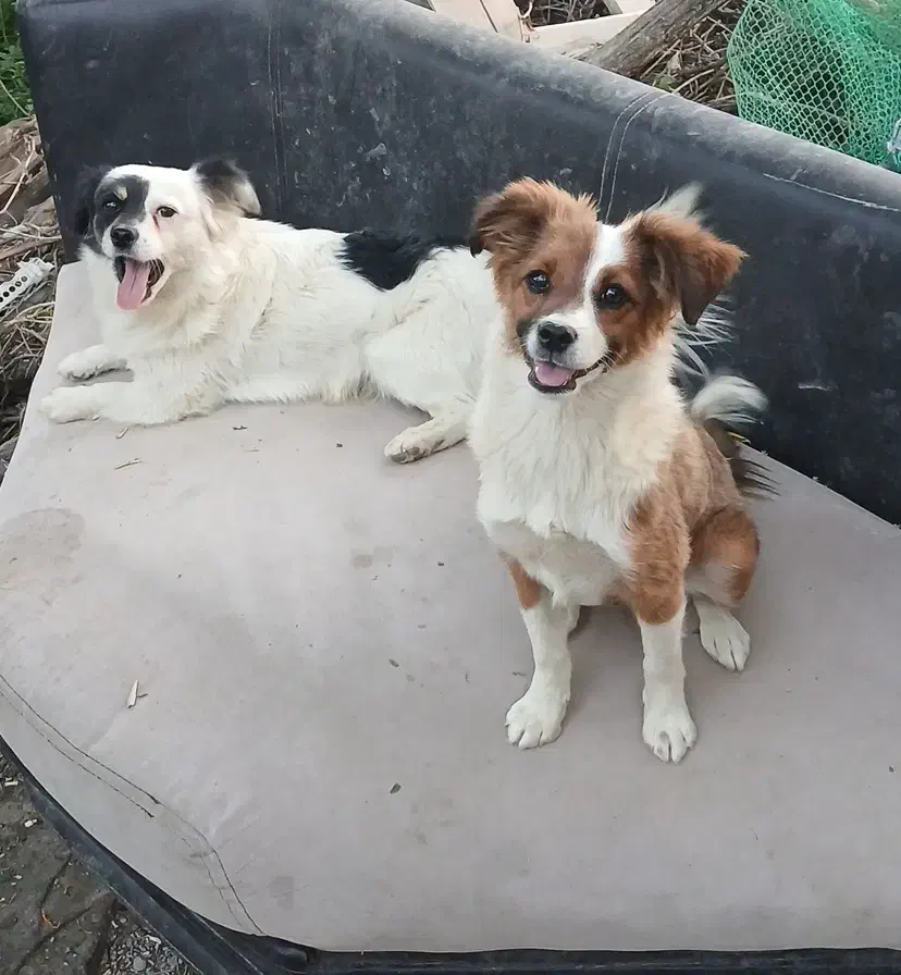 سگ نروماده|سگ|چناران, |دیوار