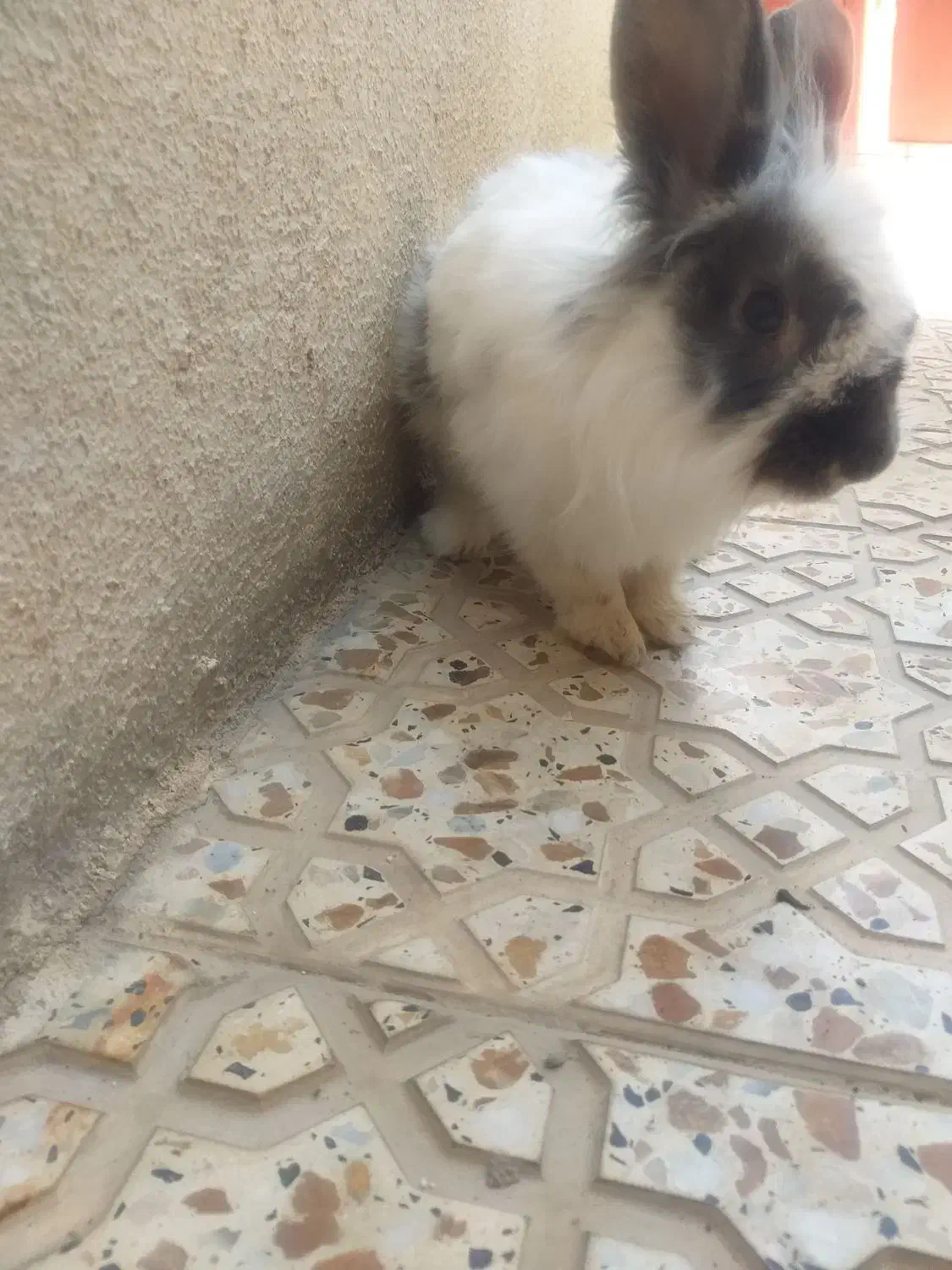 خرگوش خارجی|موش و خرگوش|سردشت, |دیوار