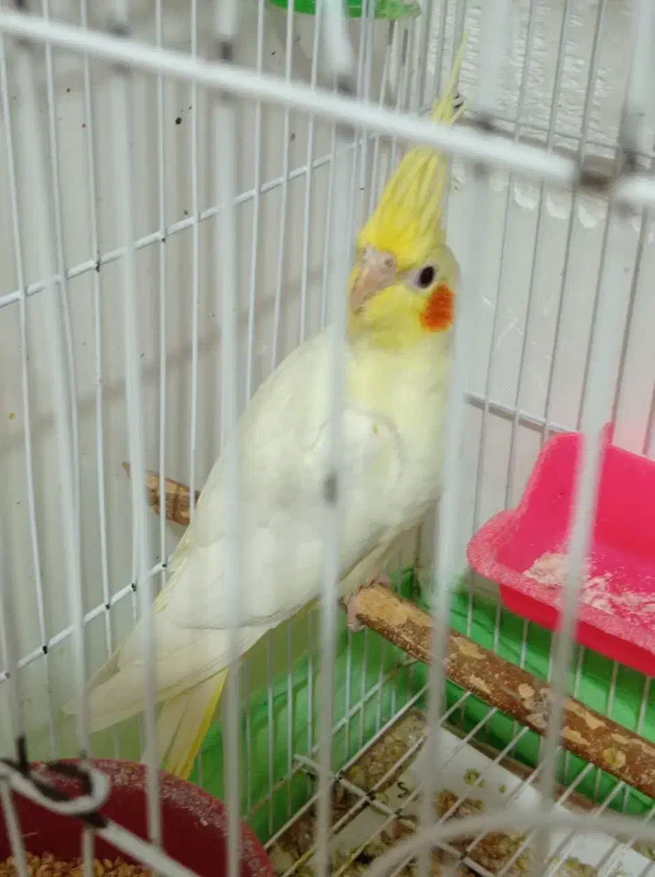 جفت لیتینو|پرنده|رشت, علی آباد|دیوار