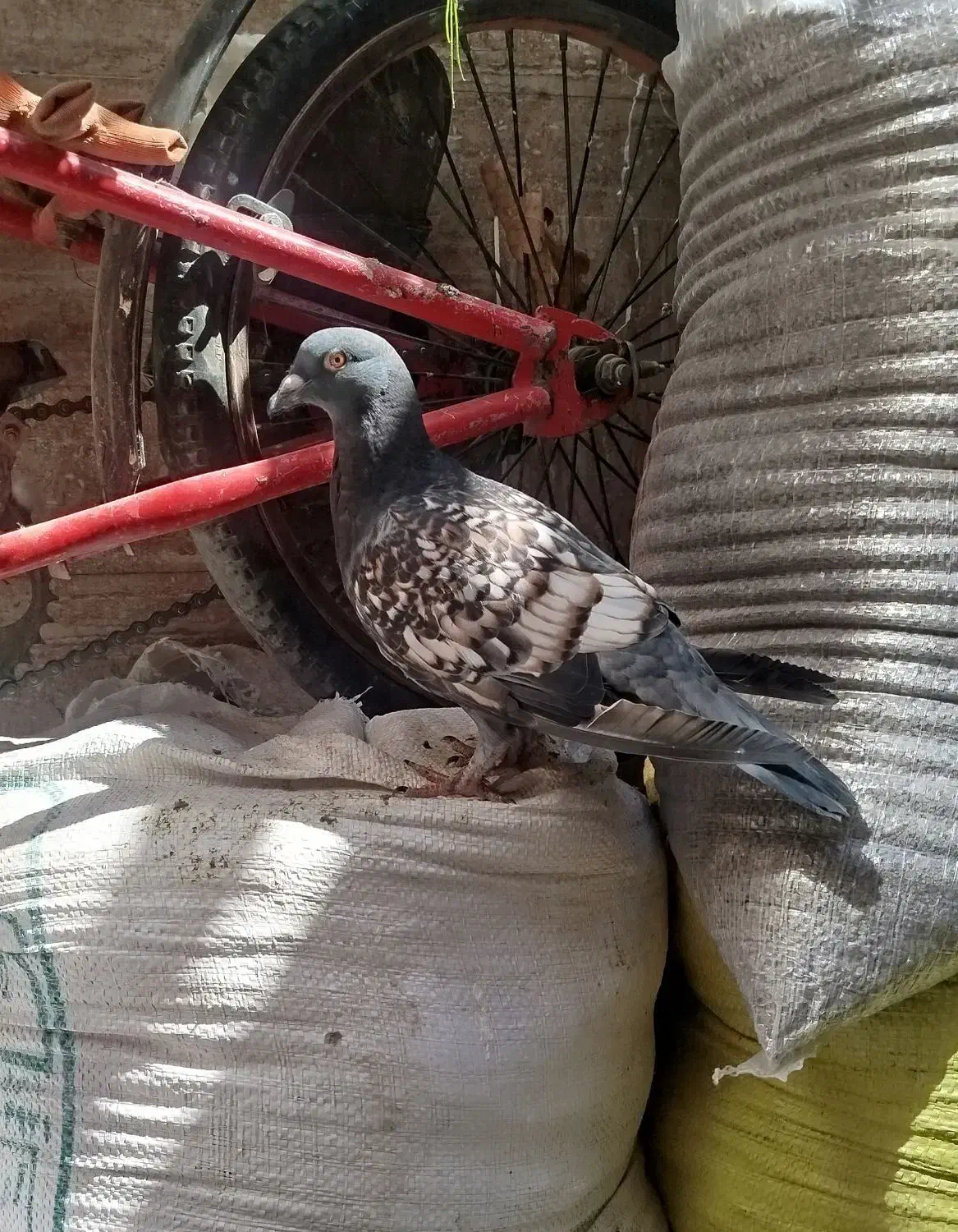 جفت کبوتر طاووسی|پرنده|مشهد, کشف|دیوار