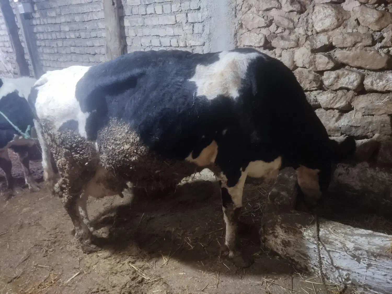 گاو با گوساله|حیوانات مزرعه|کالپوش, |دیوار