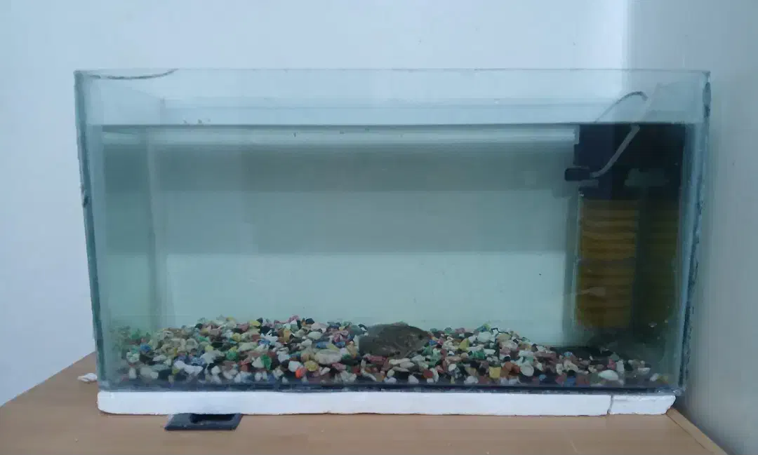 اکواریوم و ماهی گوپی|ماهی|زاهدان, |دیوار