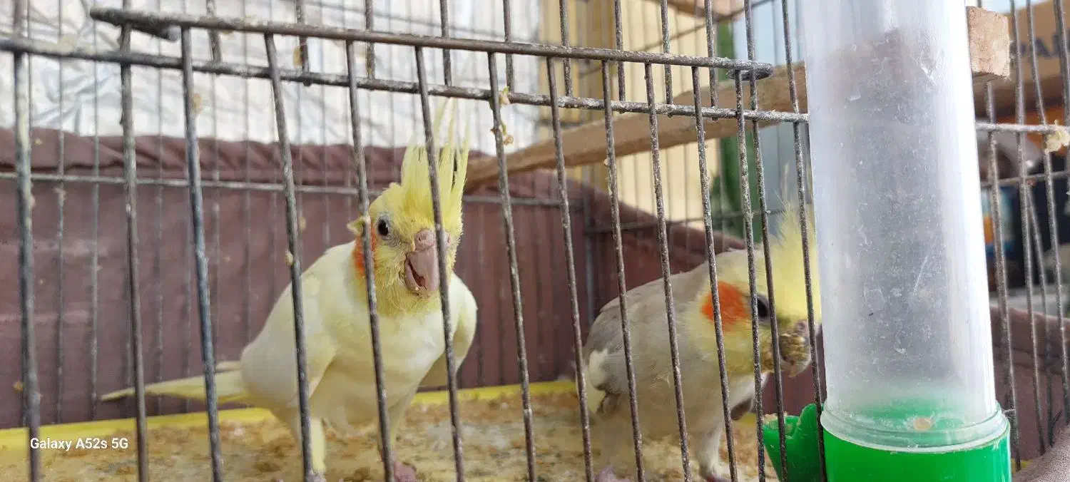 عروس هلندی ولیمویی|پرنده|سهند, |دیوار