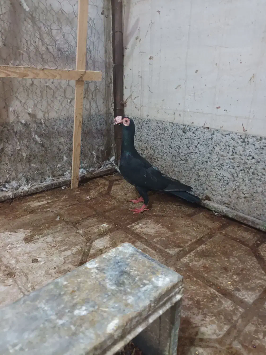 کاریر نر|پرنده|مشهد, خرمشهر|دیوار