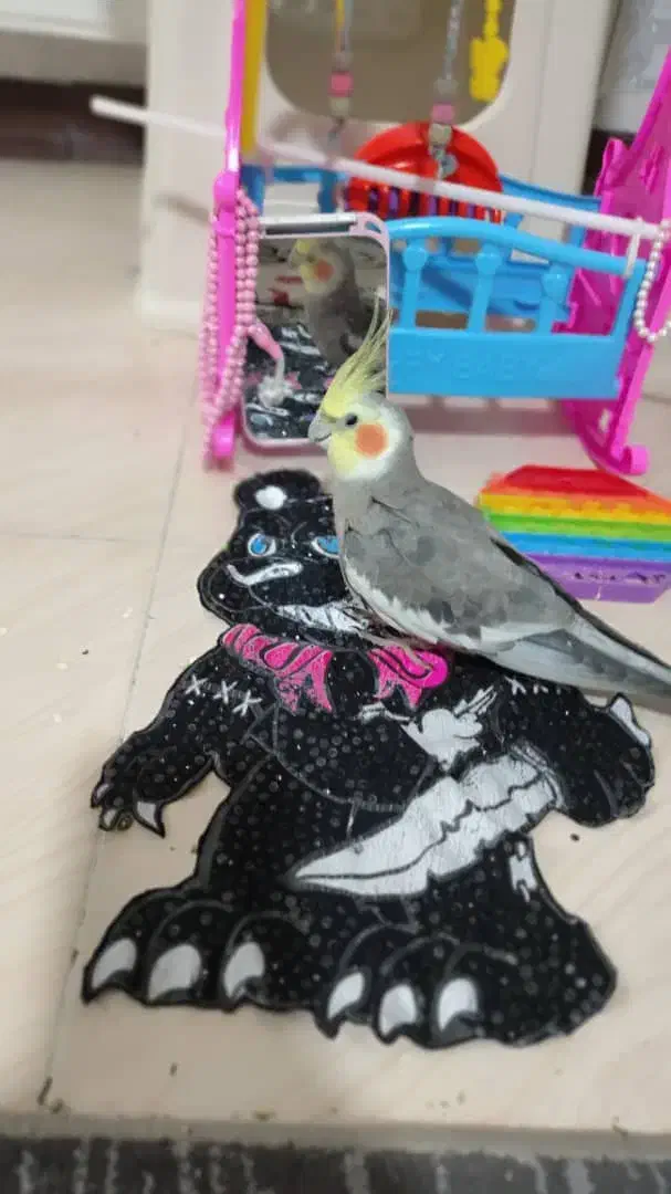 عروس هلندی گمشده|پرنده|خمینی‌شهر, |دیوار