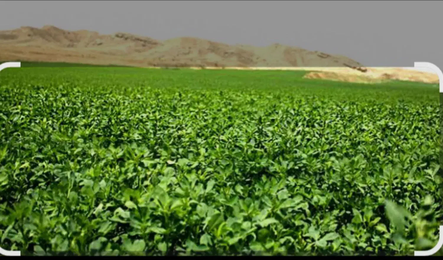 عرقیجات عرق یونجه خاصل|خوردنی و آشامیدنی|شیراز, شهرک سعدی|دیوار