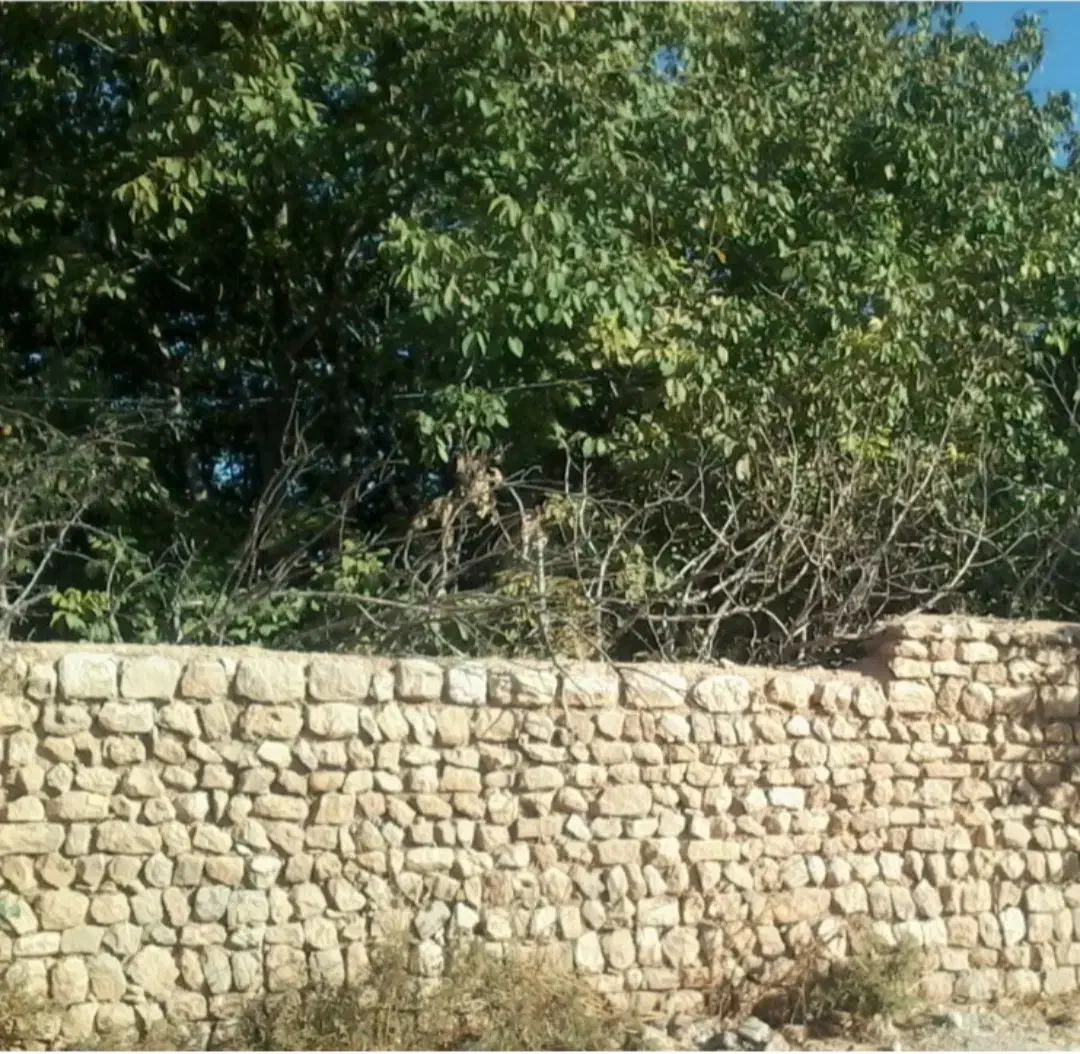چوب تر گردو|خدمات باغبانی و درختکاری|ایوان, |دیوار