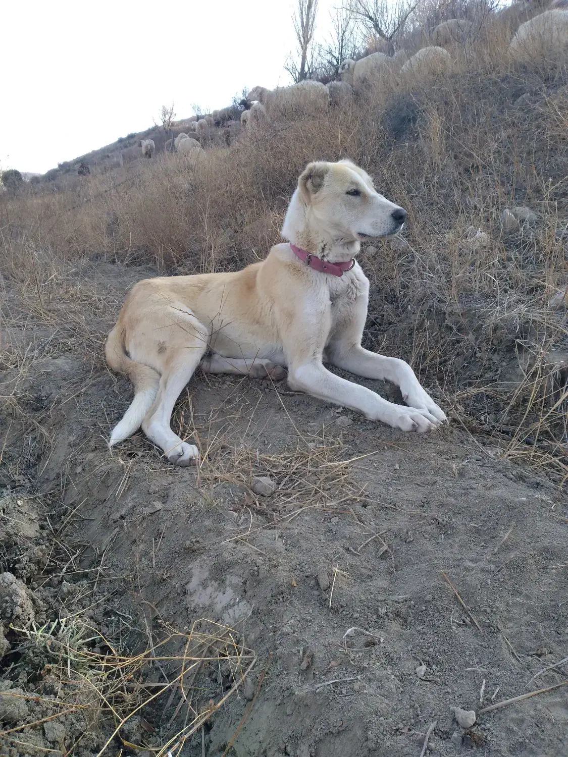 ماده سگ|سگ|شیروان (خراسان), |دیوار