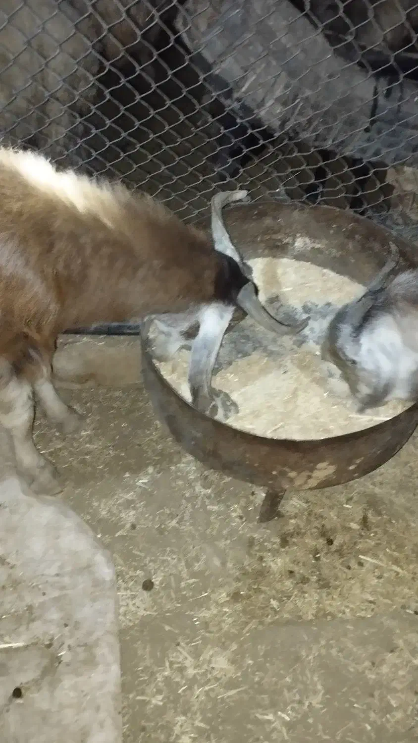 بیگ چاق|حیوانات مزرعه|اندیمشک, |دیوار