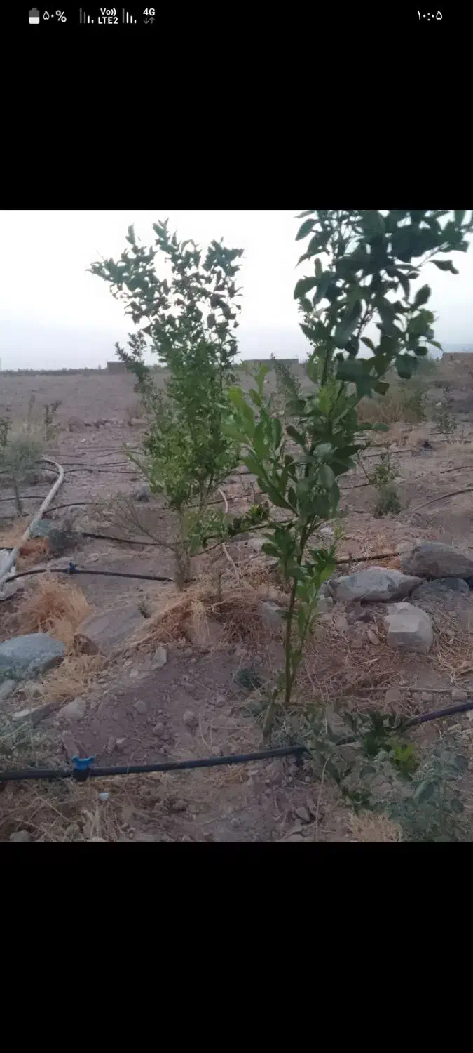 سلام ۳۵۰نهال نارنگی بفروش میرسد|گل و گیاه طبیعی|جبالبارز, |دیوار