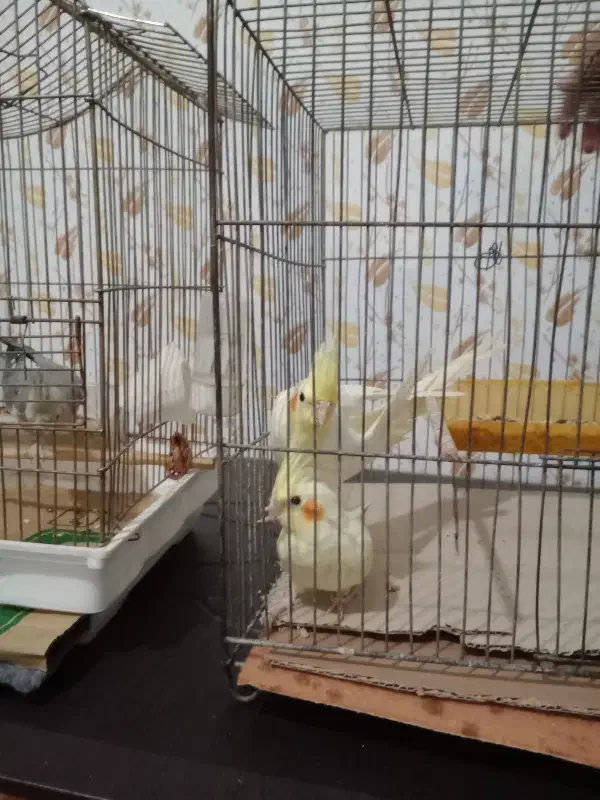 دو عدد عروس هلندی لوتینو نرو ماده و دو عددگل باقال|پرنده|رشت, کوی حسینی|دیوار