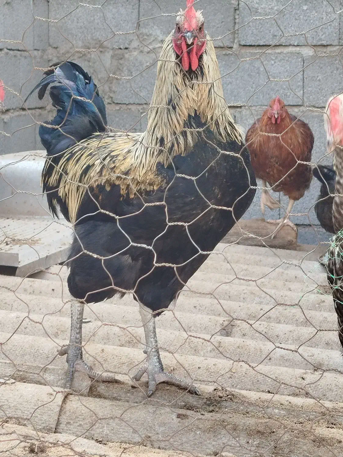 تعدادی خروس محلی فروشی|حیوانات مزرعه|توتکابن, |دیوار