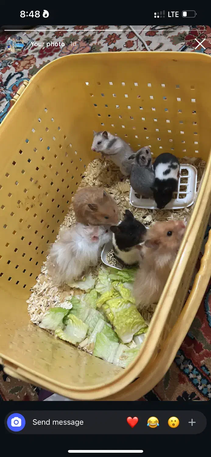 انوع نژاد  همستر|موش و خرگوش|کرمان, |دیوار