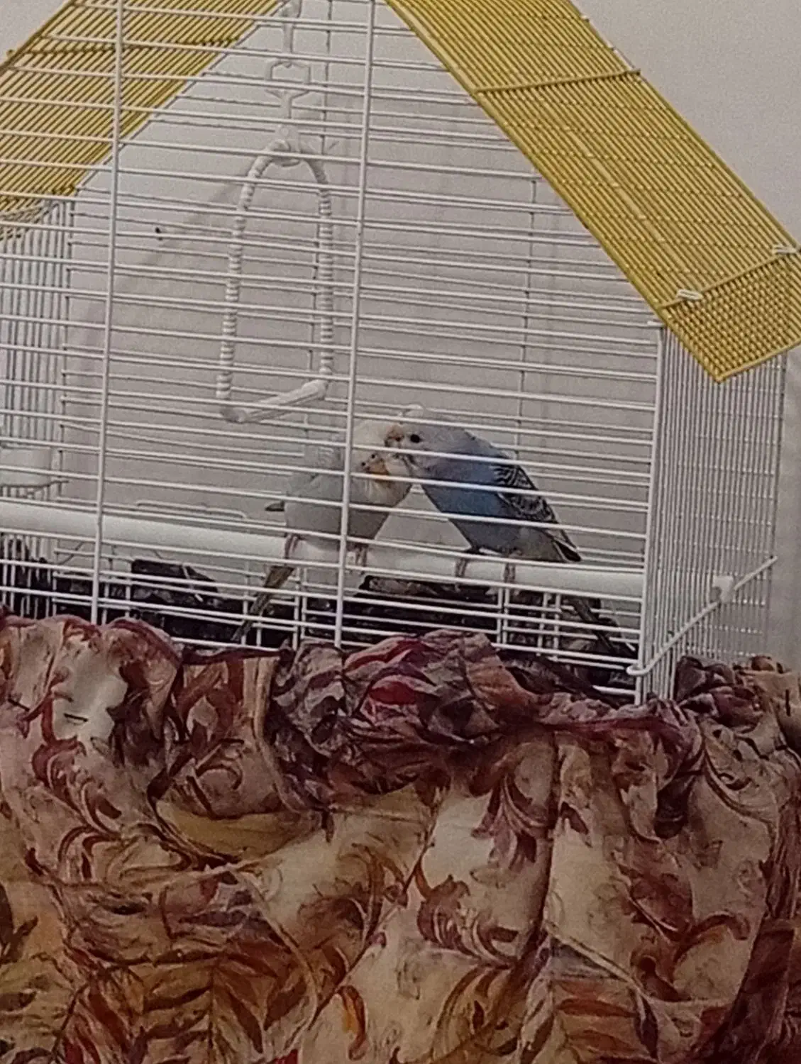 مرغ عشق|پرنده|نوشین شهر, |دیوار