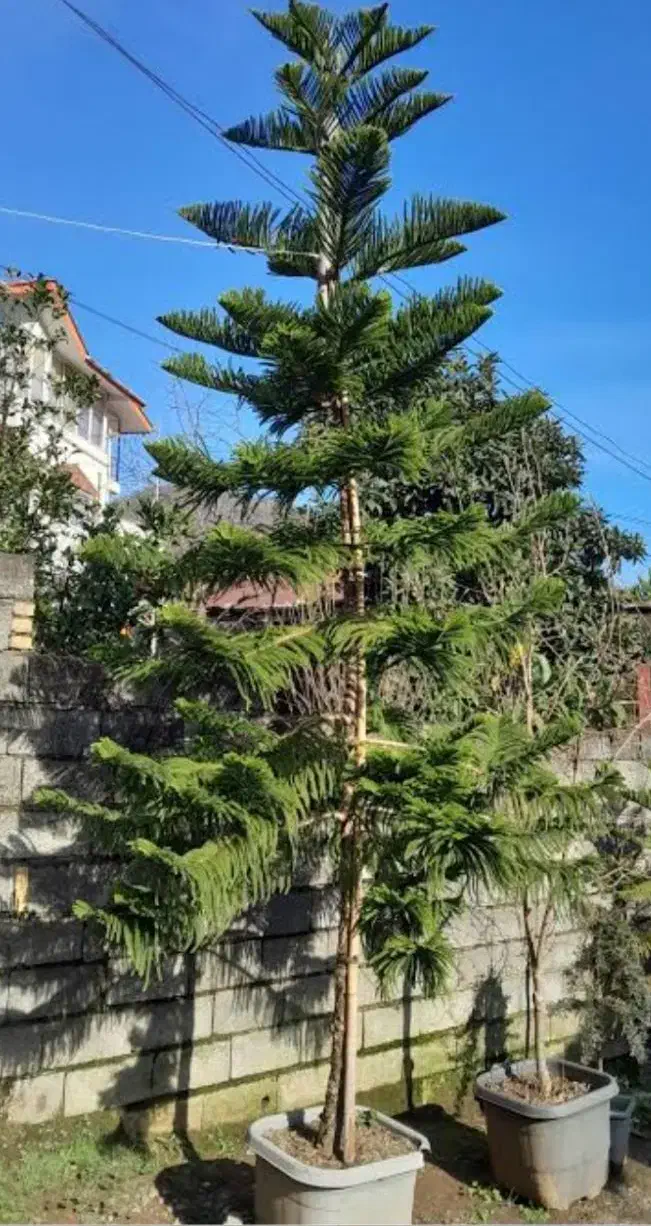 کاج مطبق ۵ متری|گل و گیاه طبیعی|رشت, معلولین|دیوار