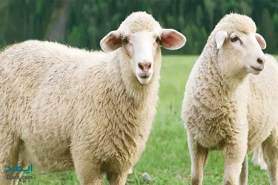 گوسفند فروشی|حیوانات مزرعه|یزد, |دیوار