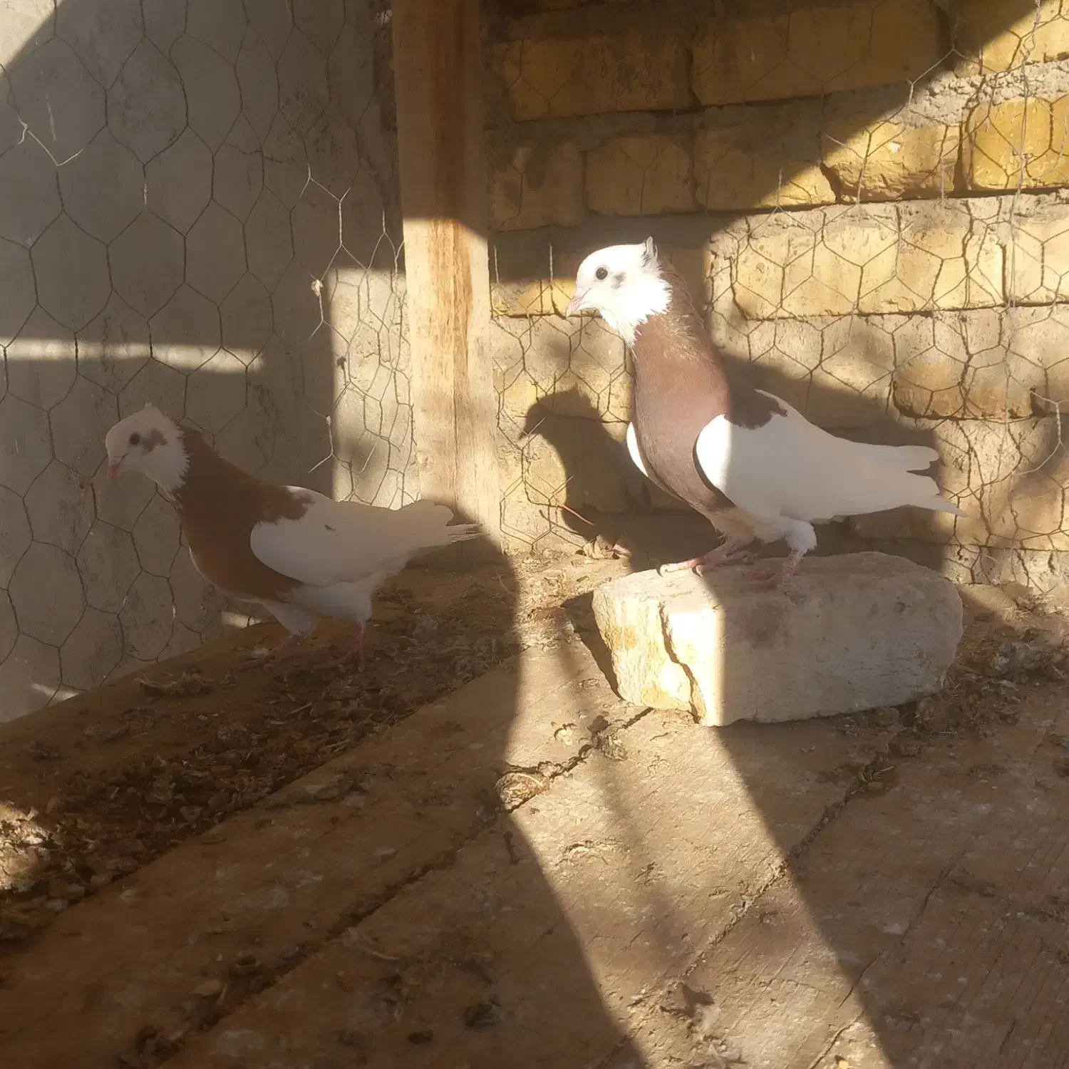 کفتر رنگی|پرنده|شال, |دیوار