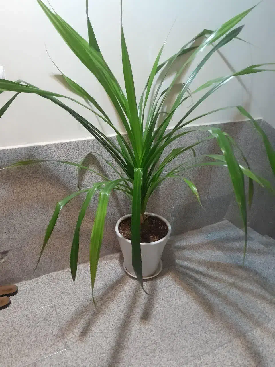 گل پاندانوس|گل و گیاه طبیعی|شاهرود, |دیوار