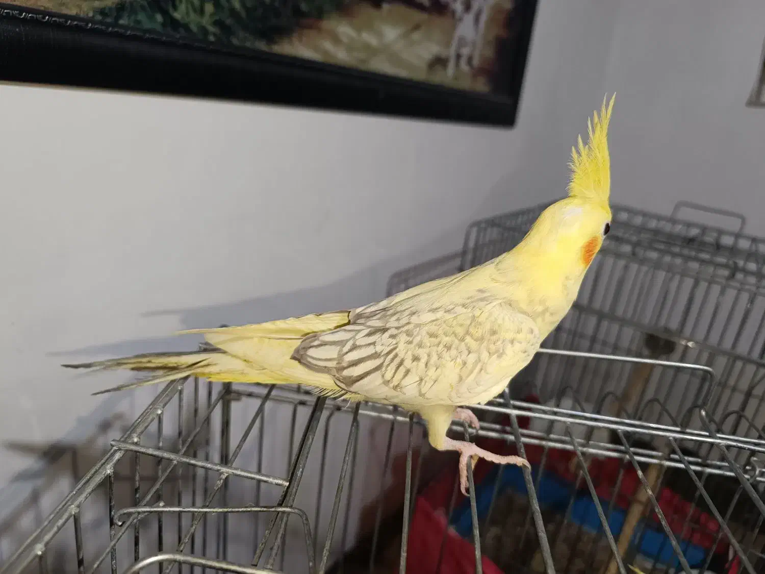 جوجه عروس هلندی 3 ماهه|پرنده|کرج, حصارک بالا|دیوار