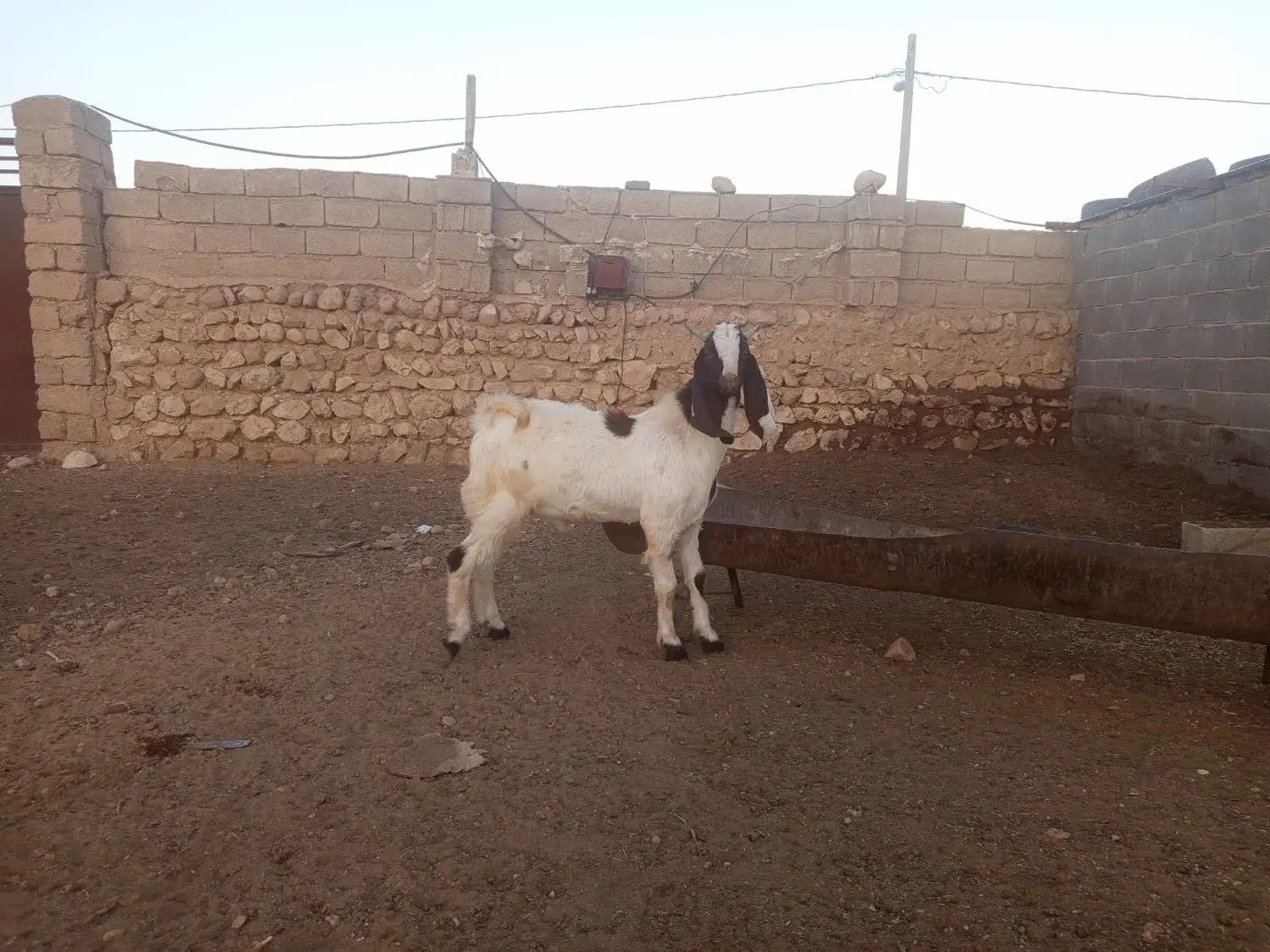 کهره بذری بره بز میش قوچ|حیوانات مزرعه|کوار, |دیوار