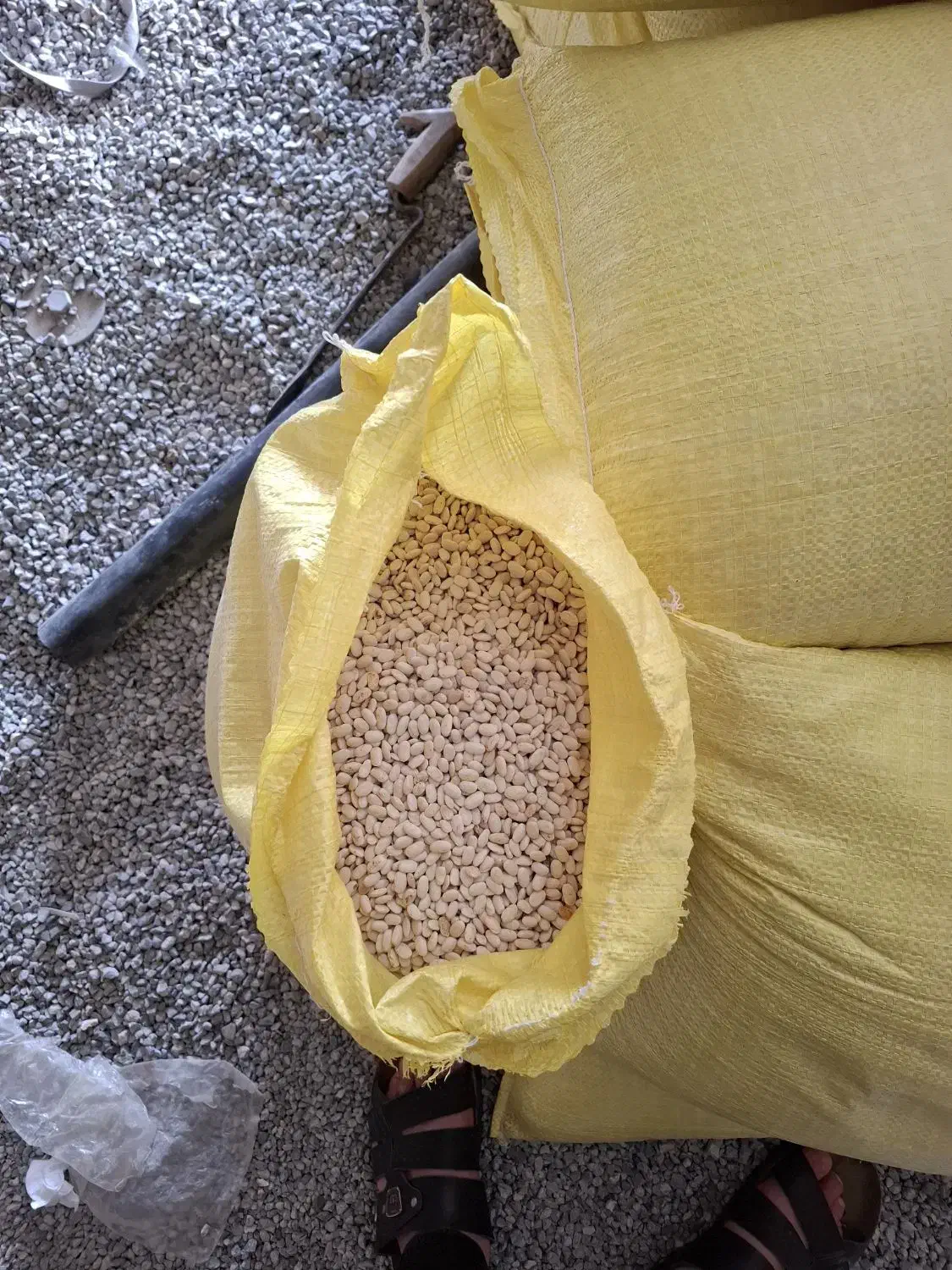 لوبیا|عمده‌فروشی|الشتر, |دیوار