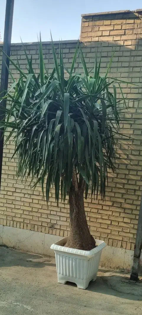 انواع گیاهان کینگ یوکا آمستر|گل و گیاه طبیعی|تهران, زیبادشت|دیوار