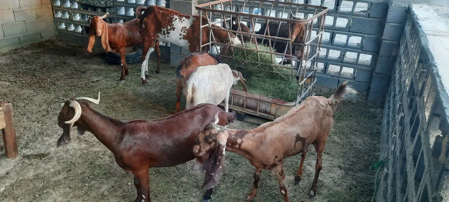 چند عدد بز|حیوانات مزرعه|سیریک, |دیوار