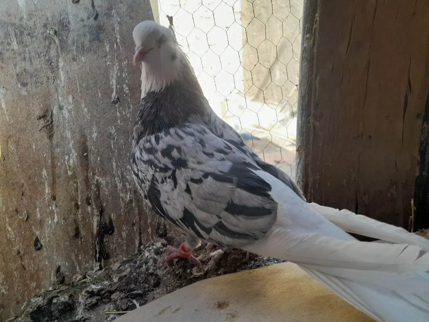 کفتر|پرنده|ساوه, |دیوار