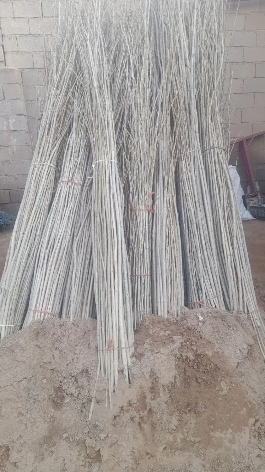 خرید مومه صنوبر|خدمات باغبانی و درختکاری|شاهین دژ, |دیوار