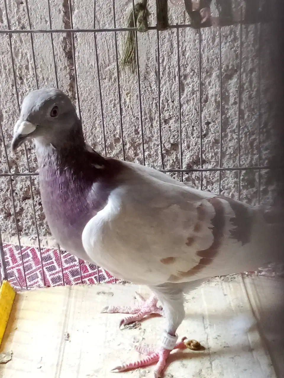 گفتر|پرنده|ایرانشهر, |دیوار