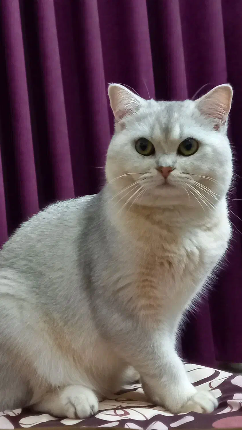 گربه بریتیش نر|گربه|آمل, |دیوار