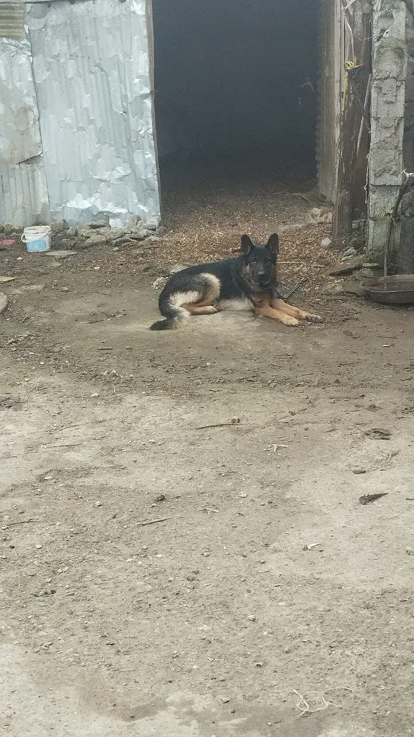 ژرمن مو کلاسیک|سگ|آستانه اشرفیه, |دیوار