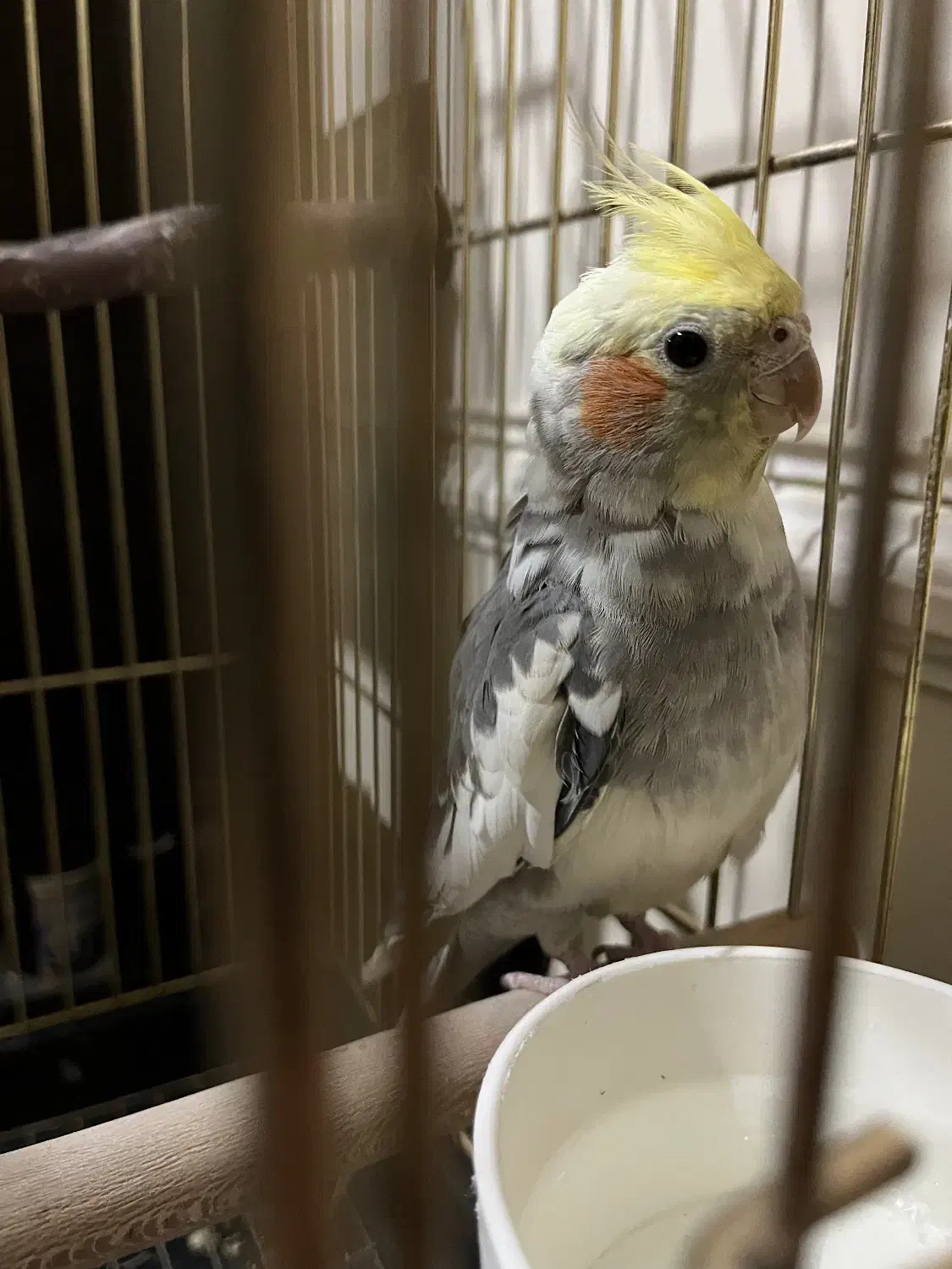 عروس هلندی نر دستی|پرنده|اصفهان, جلالیه|دیوار