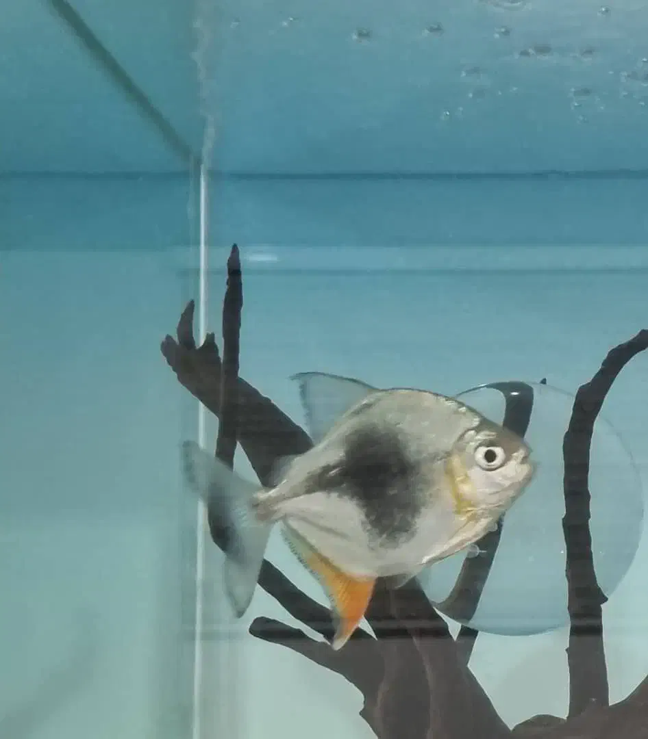 ماهی زینتی گوشتخوار،سیلوراسکات ودالربلک بری|ماهی|سیرجان, |دیوار