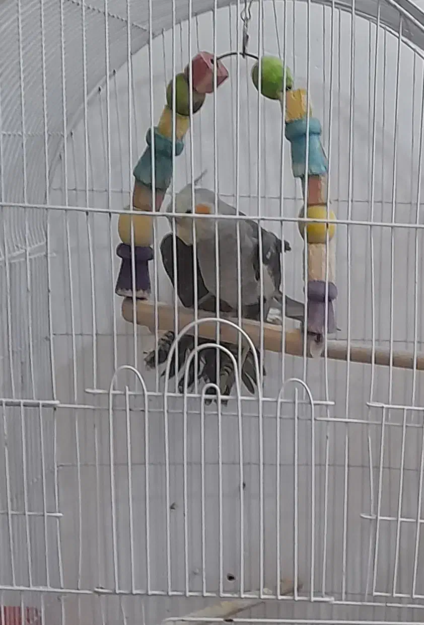 عروس هلندی آلبینو خاکستری|پرنده|شاندیز, |دیوار