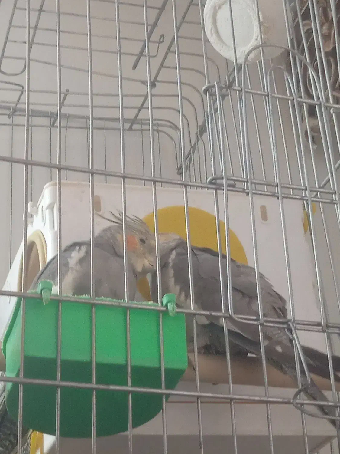 عروس هلندی|پرنده|بروجرد, |دیوار