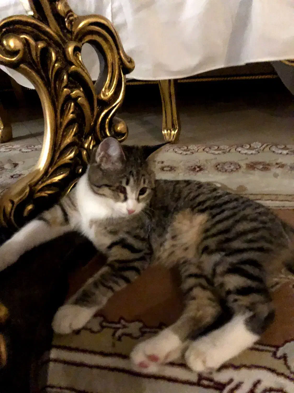 بچه گربه|گربه|کرج, کرج نو|دیوار