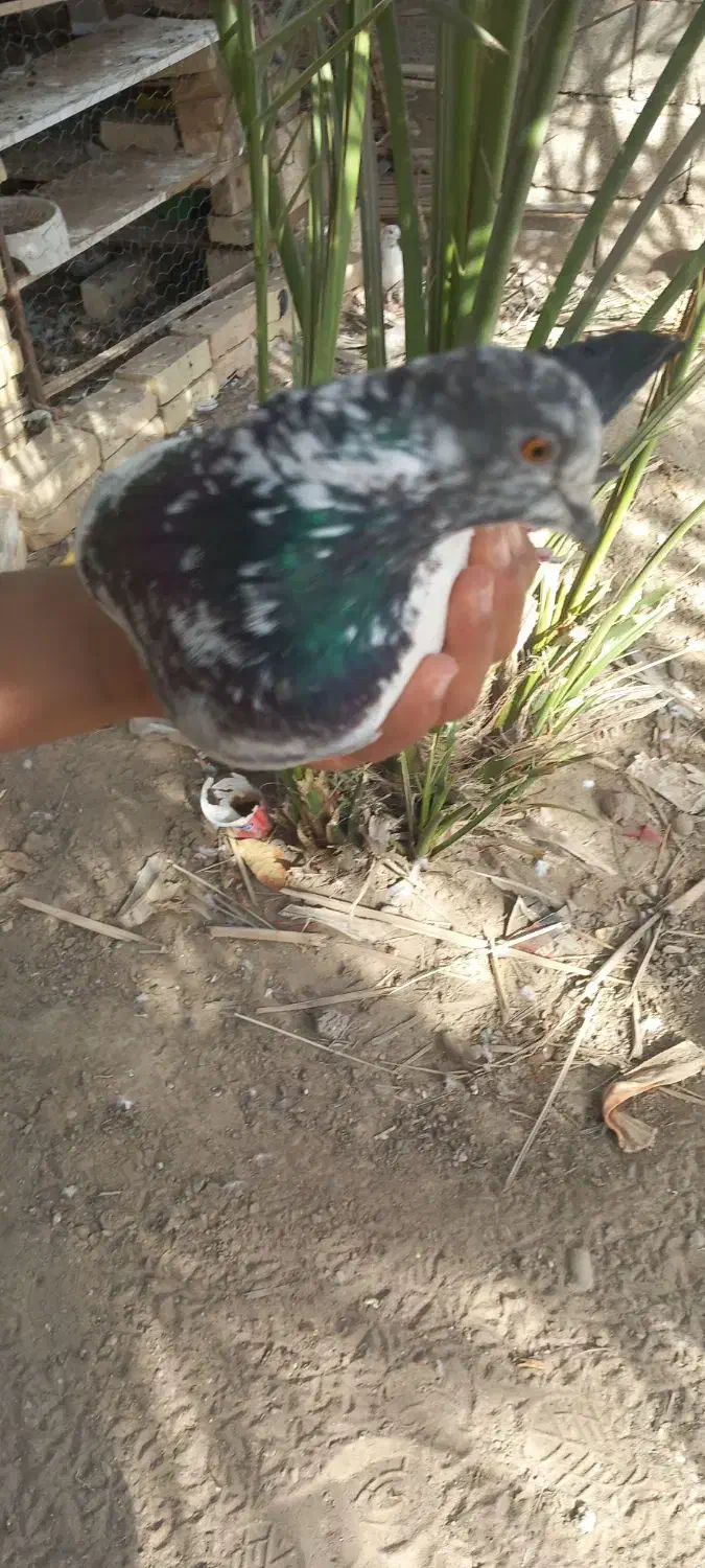 کبوتر پرشی|پرنده|تخت, |دیوار