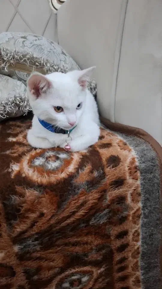 باسلام گربه بریتیش چشم ابی|گربه|خوی, |دیوار